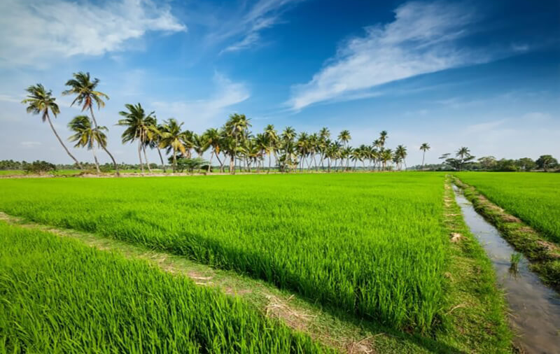 Agriculture field